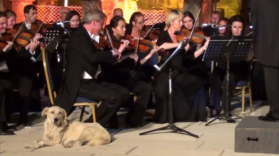 Stray dog crashes orchestra performance, steals the show
