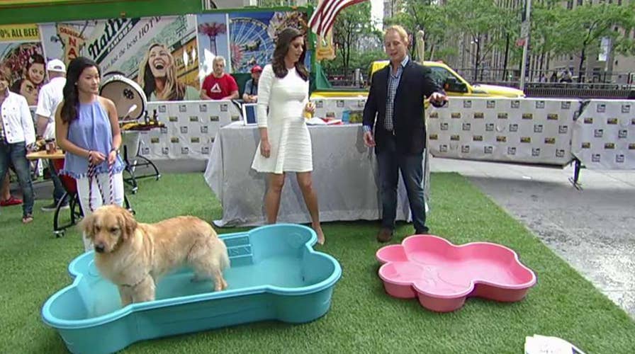 Keeping dogs safe and cool during hot holidays