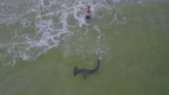 Fisherman reels in hammerhead shark off Florida beach, drone video shows