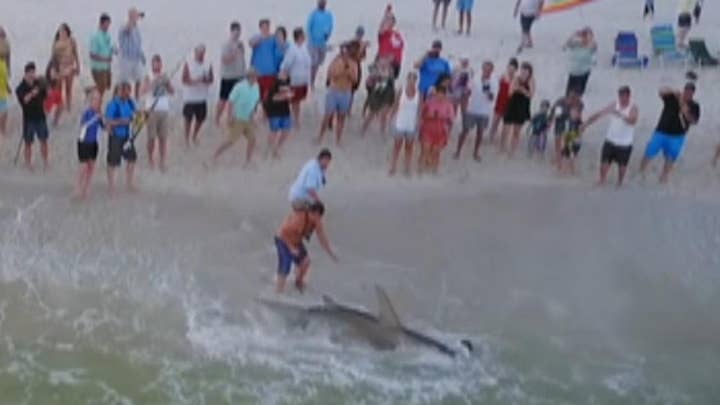 Florida fisherman reels in hammerhead shark