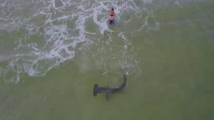 Massive hammerhead shark reeled in on Florida beach