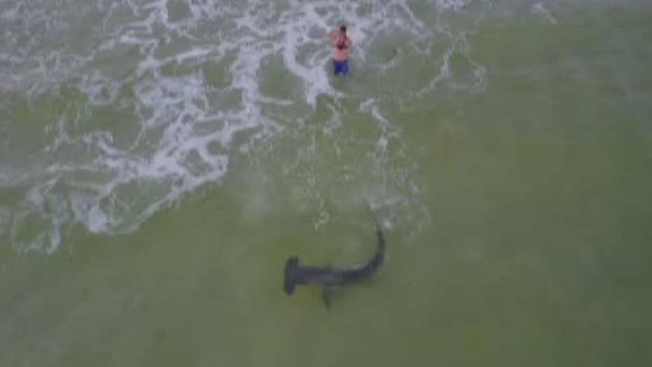 Fisherman reels in hammerhead shark off Florida beach, drone video