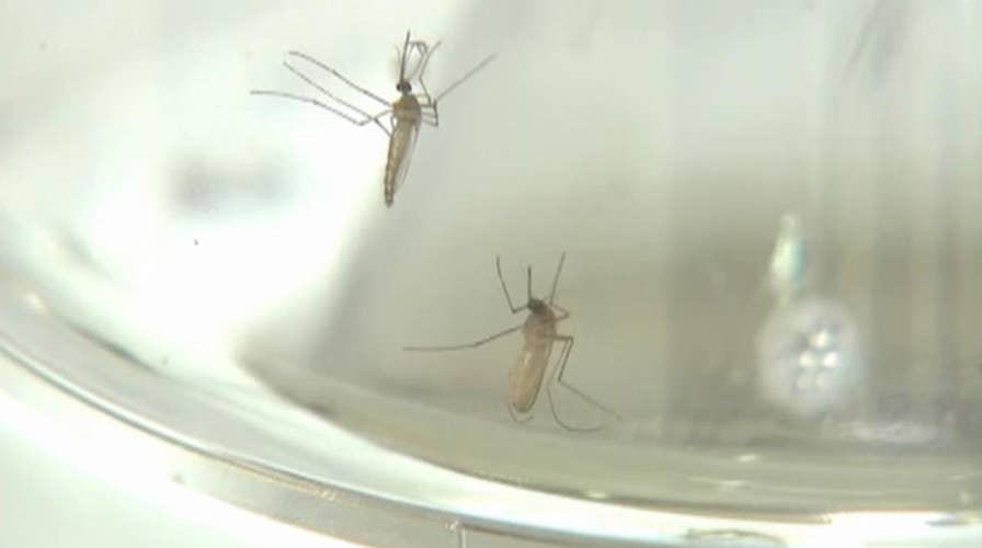 检测到西尼罗河病毒 2 纽约市居民受感染的蚊子数量猛增