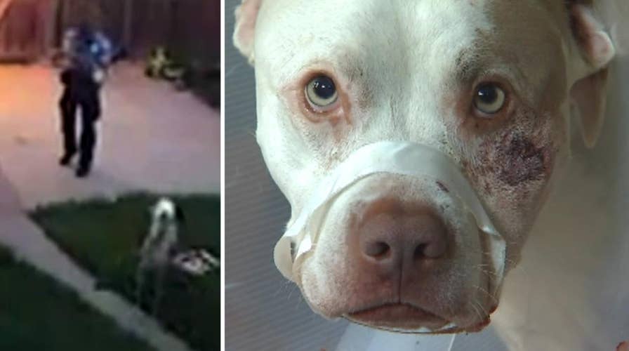 Police officer responding to home alarm shoots service dogs