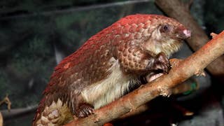 5 yr. old boy educates others on the endangered pangolin - Fox News