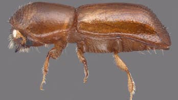 Beetle threatens Florida avocado industry