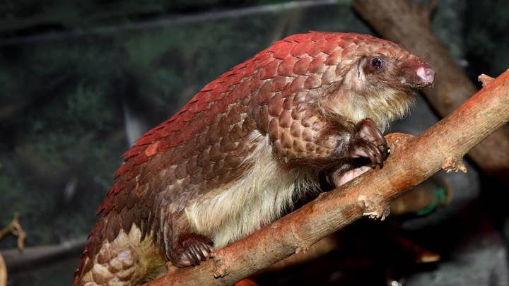 5 yr. old boy educates others on the endangered pangolin