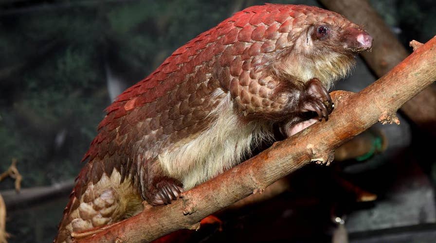 5 yr. old boy educates others on the endangered pangolin