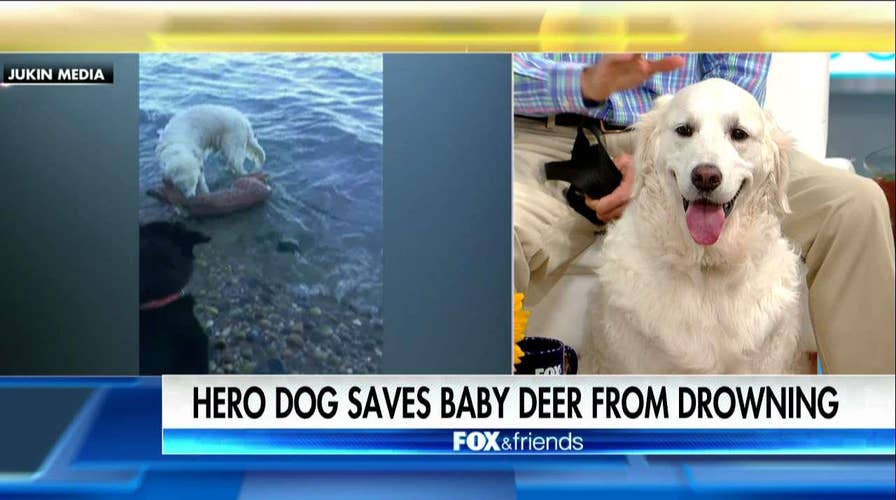 Owner of hero dog on Fox & Friends.