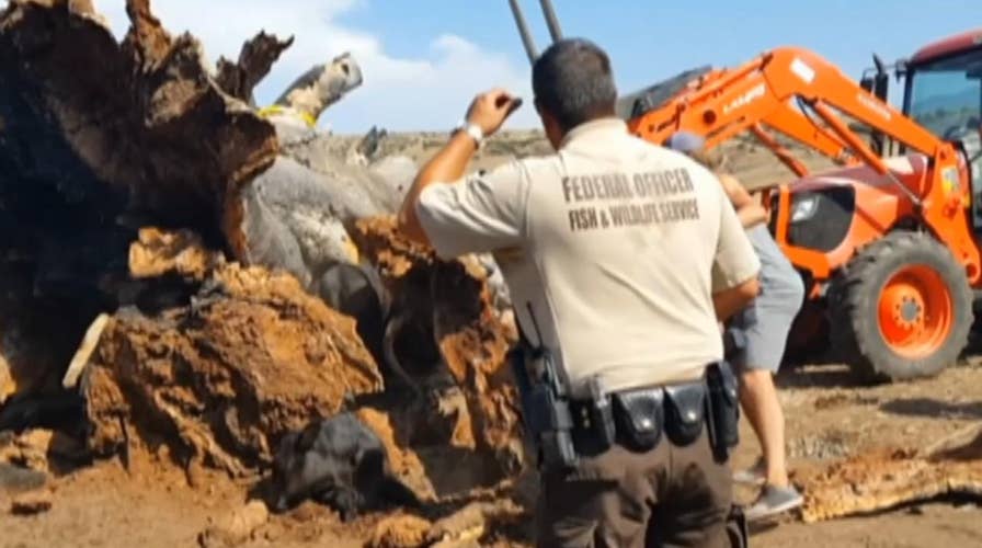 California officials save cow trapped under a fallen tree