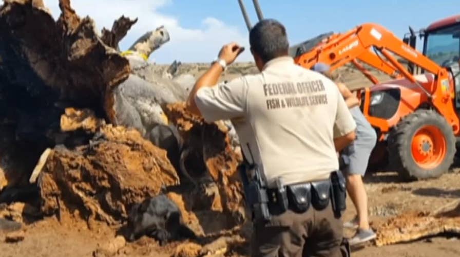 California officials save cow trapped under a fallen tree