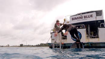 Phelps, Discovery Channel defend Shark Week special after backlash