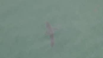 Great white shark lurks off California beach in stunning drone video