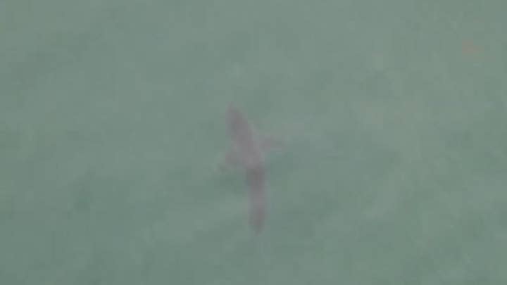 Drone catches massive shark swimming off California coast