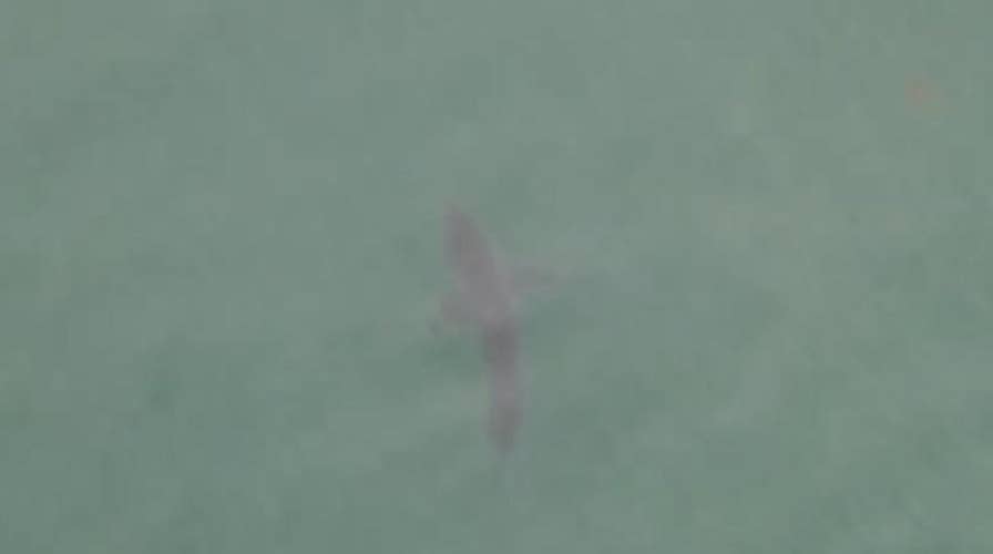 Drone catches massive shark swimming off California coast