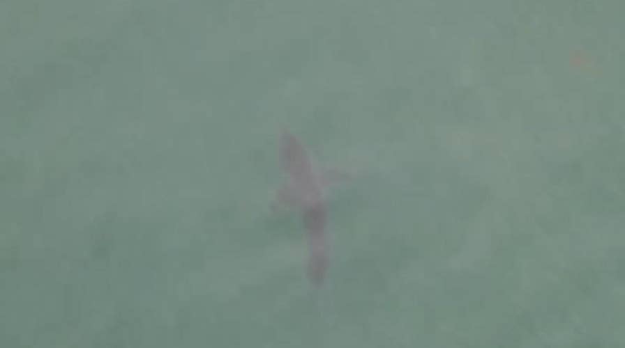 Drone catches massive shark swimming off California coast