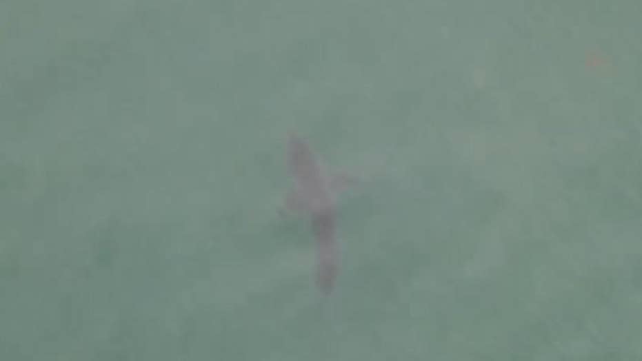 Great White Shark Lurks Off California Beach In Stunning Drone Video Fox News