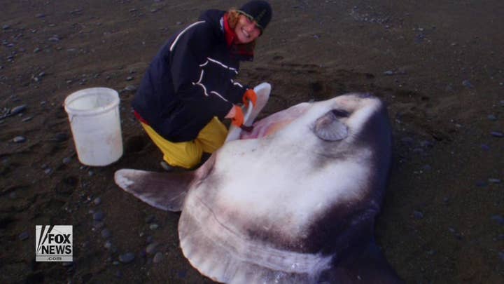 New sunfish species discovered