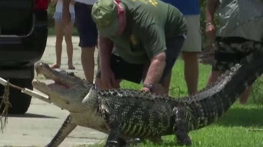 911 call describes aftermath of alligator attack in Florida