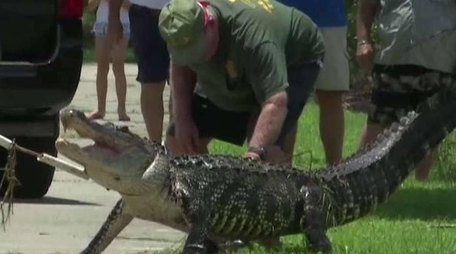 911 call describes aftermath of alligator attack in Florida