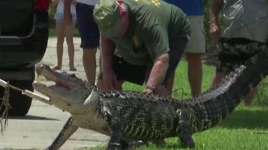 Alligator ‘ate toes off’ of Florida man who bathed in pond, report says