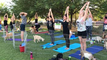 Goat Yoga combines the foundations of yoga with the cuteness of goats