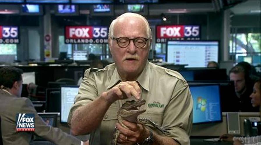 What to do if you're attacked by alligator.