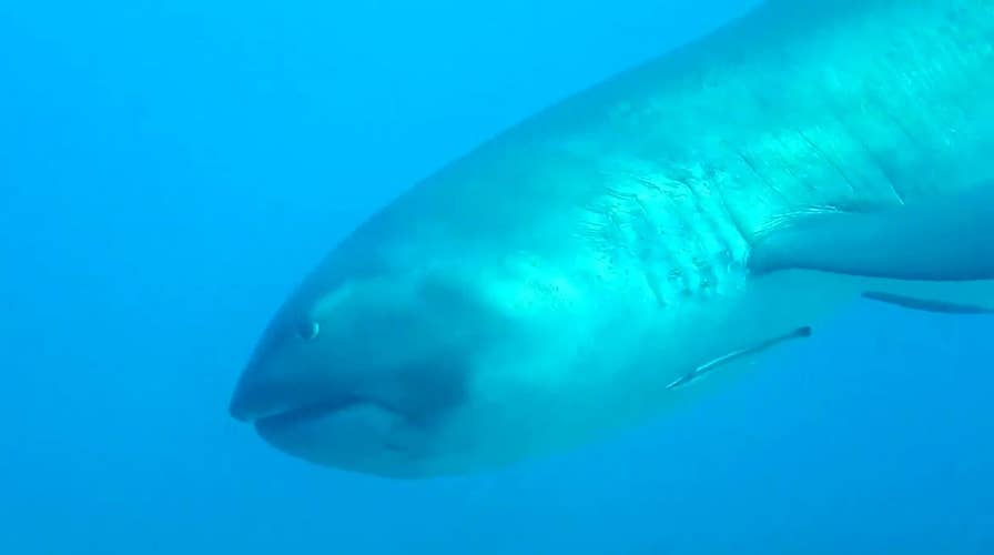 Diver has encounter with extremely rare megamouth shark