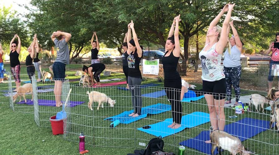 Goats get in the mix at Las Vegas yoga session