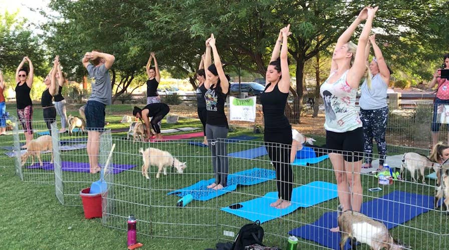 Goats get in the mix at Las Vegas yoga session