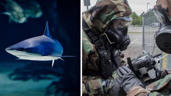 How sharks can help the US Military in the future
