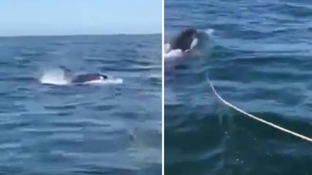 Boater captures terrifying encounter with orca| Latest News Videos ...