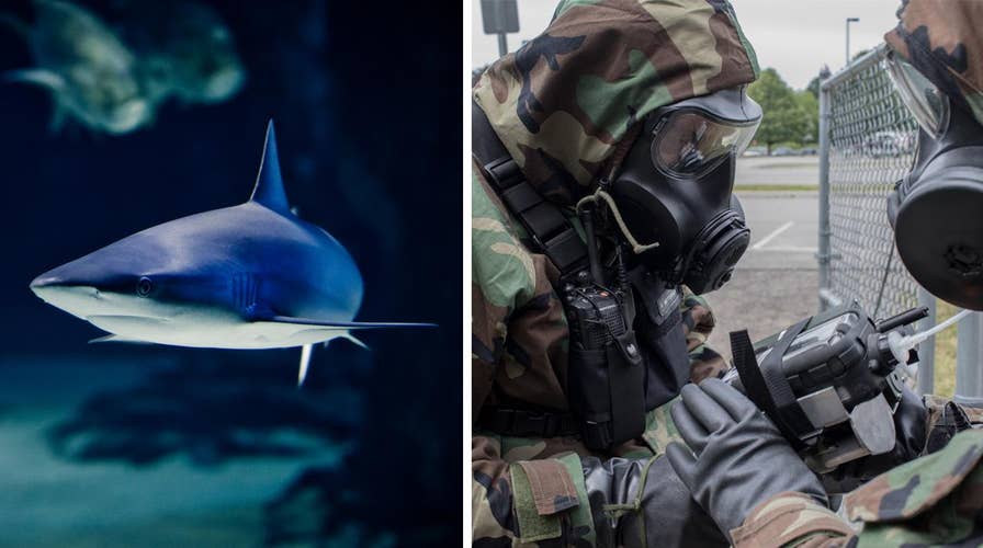 Could shark blood aid in chemical weapon detection?