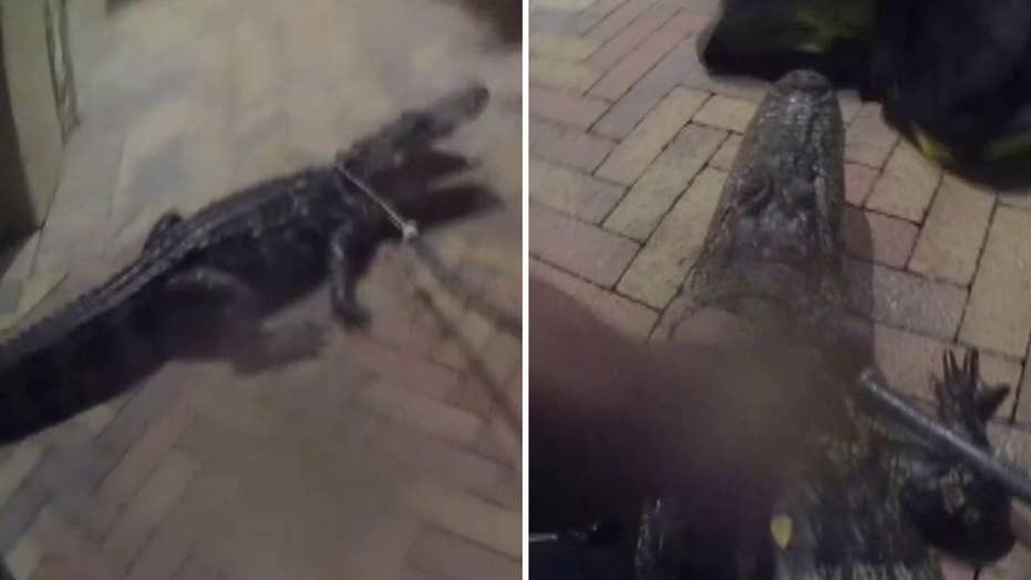 Florida Police Officer Wrangles Alligator Near Front Door Of House