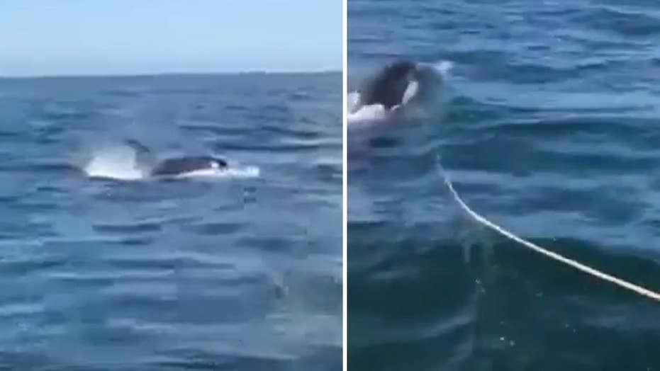 Killer Whale Attacks Fishing Boat In Alaska Man Says