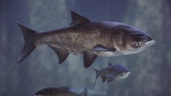 Michigan's Asian carp challenge seeks ideas to keep killer fish out of Great Lakes