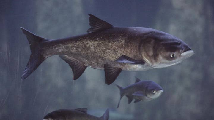 Cannibal carp killing Great Lakes fish