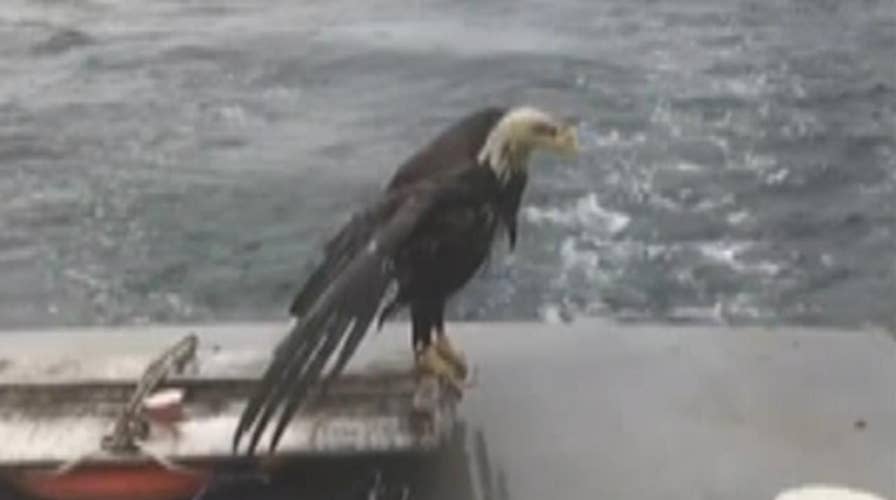 Maine lobstermen rescue drowning bald eagle