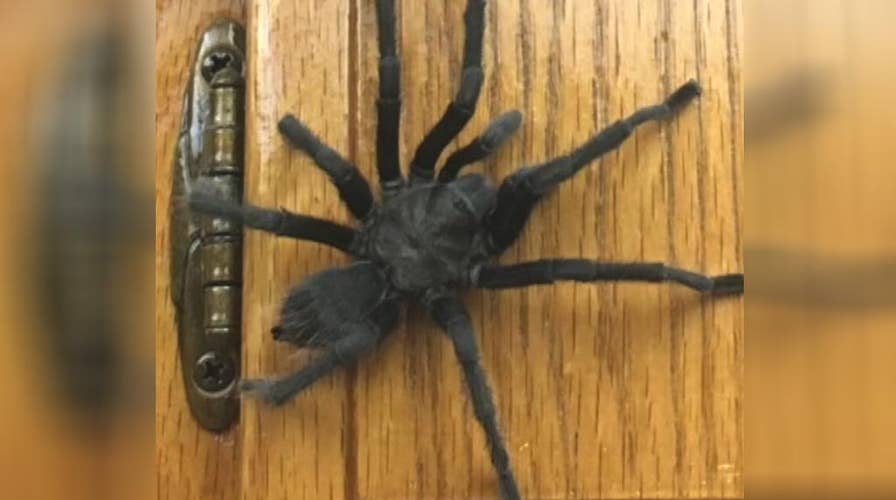 California family discovers a tarantula in the kitchen