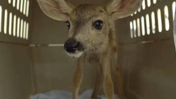Arizona man picked up newborn fawn, took it to local bar, officials say