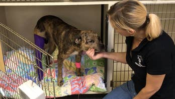 Dog who vanished may have been tortured before returning home