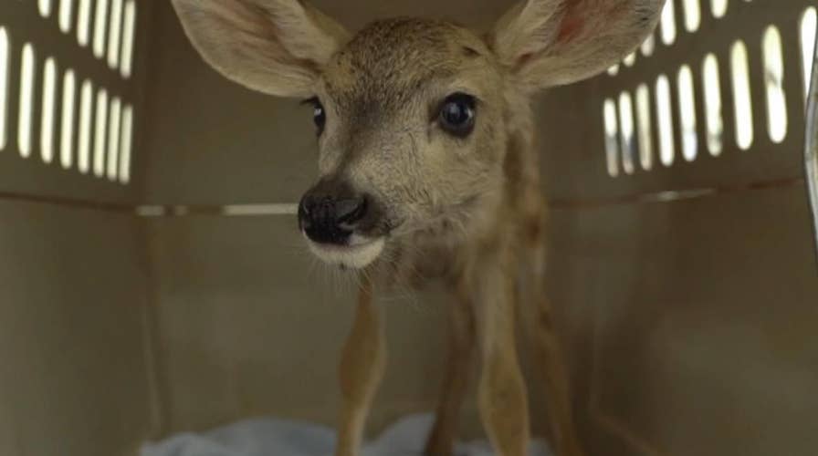 Deer fawn taken from the wild forced into life of captivity