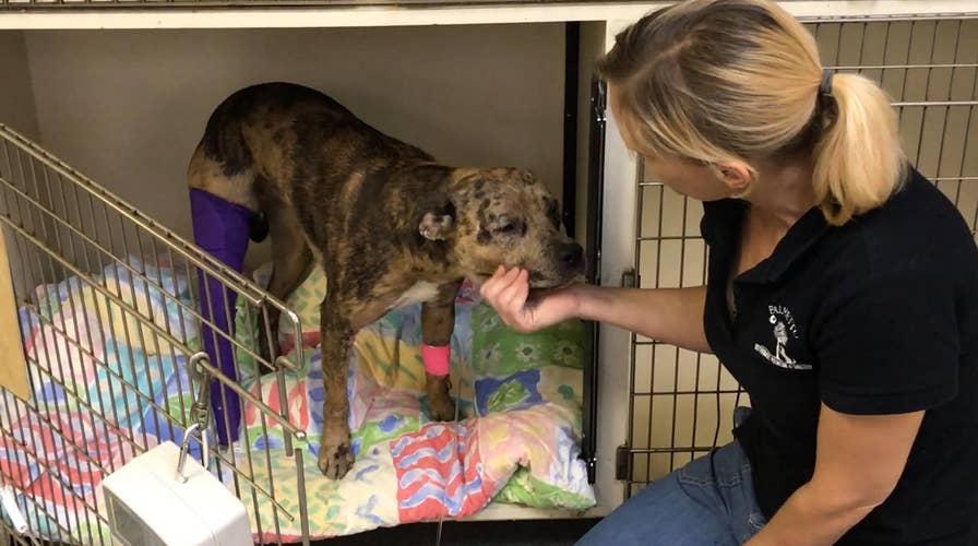 Dog in South Carolina shows signs of torture 