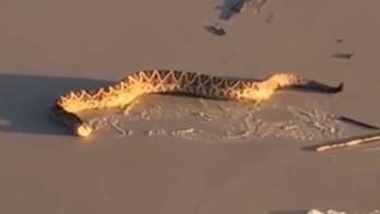 Diamondback rattlesnake seen slithering across Hilton Head beach