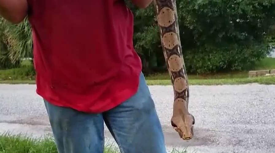 Family finds 6-foot snake in their attic