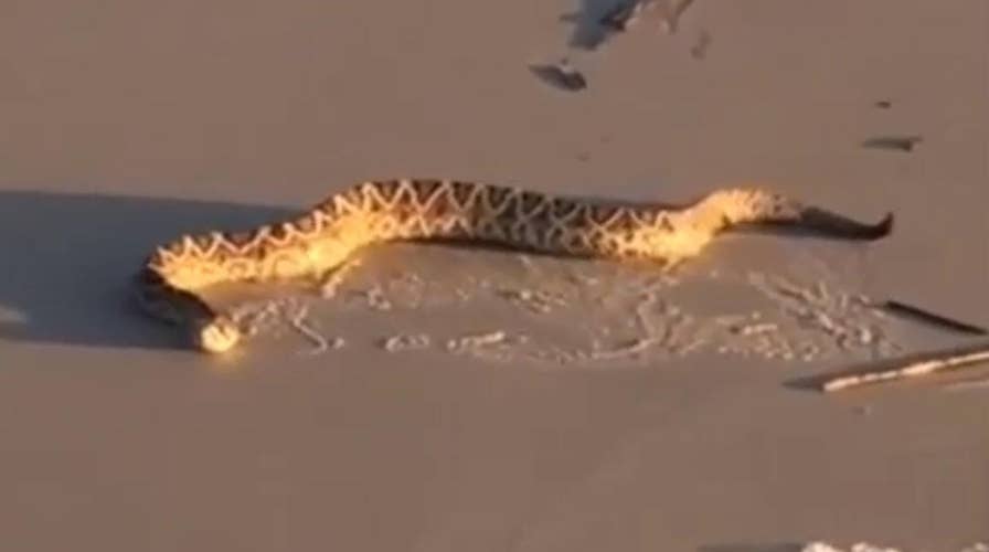 Diamondback rattlesnake washes ashore, slithers down beach