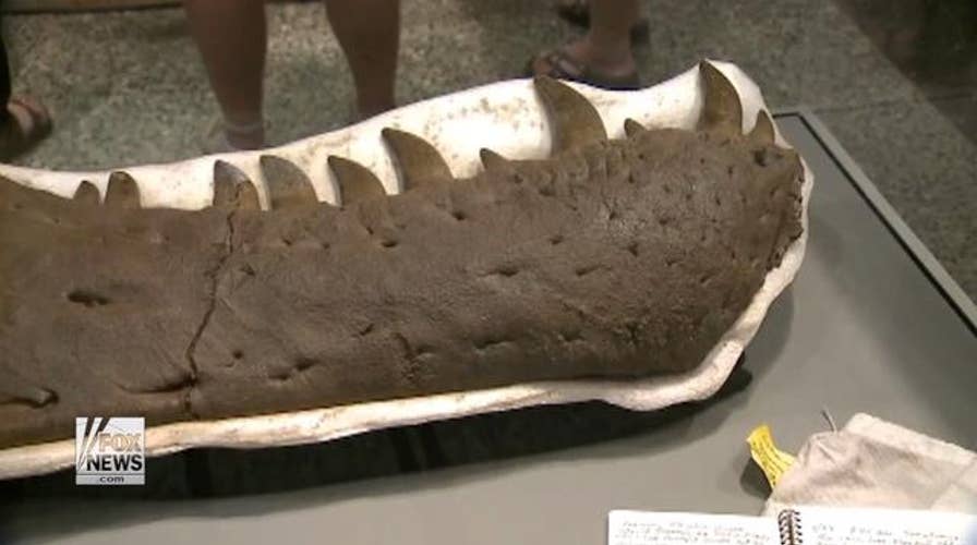 T. rex skull to be prepared live