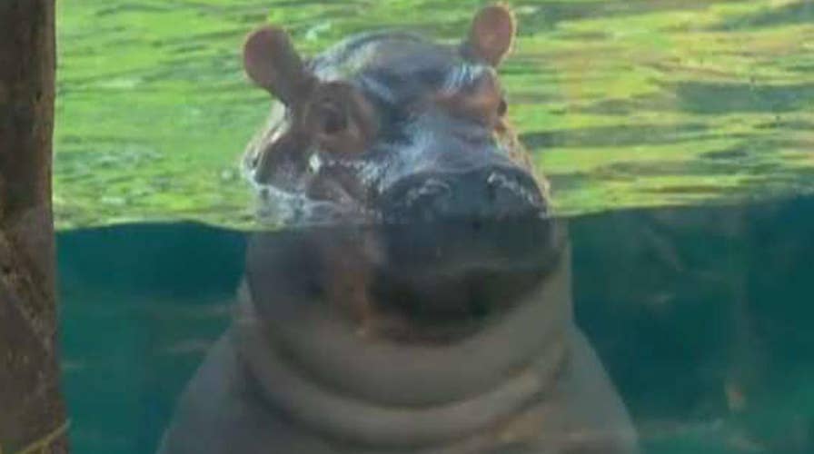 Zookeepers play matchmaker to find animals' perfect mates