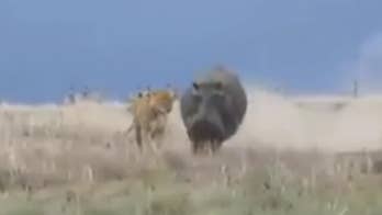 Lioness attempts to hunt a hippo, fails miserably