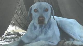 Why are dogs in India turning blue? - Fox News